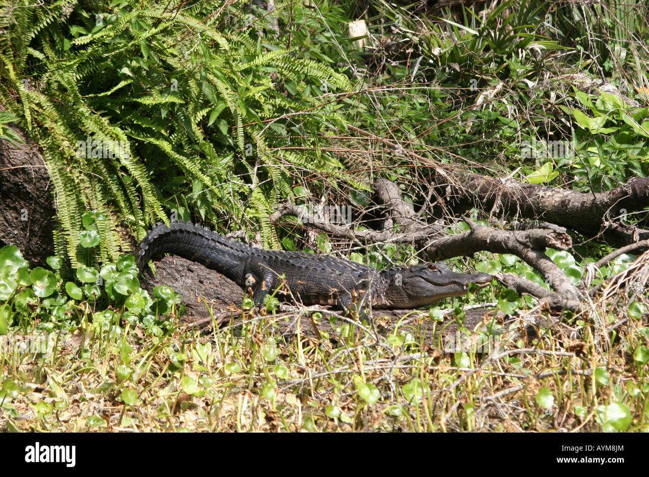 American Alligator Wekiwa Springs State Park Apopka FL Stock Photo Alamy