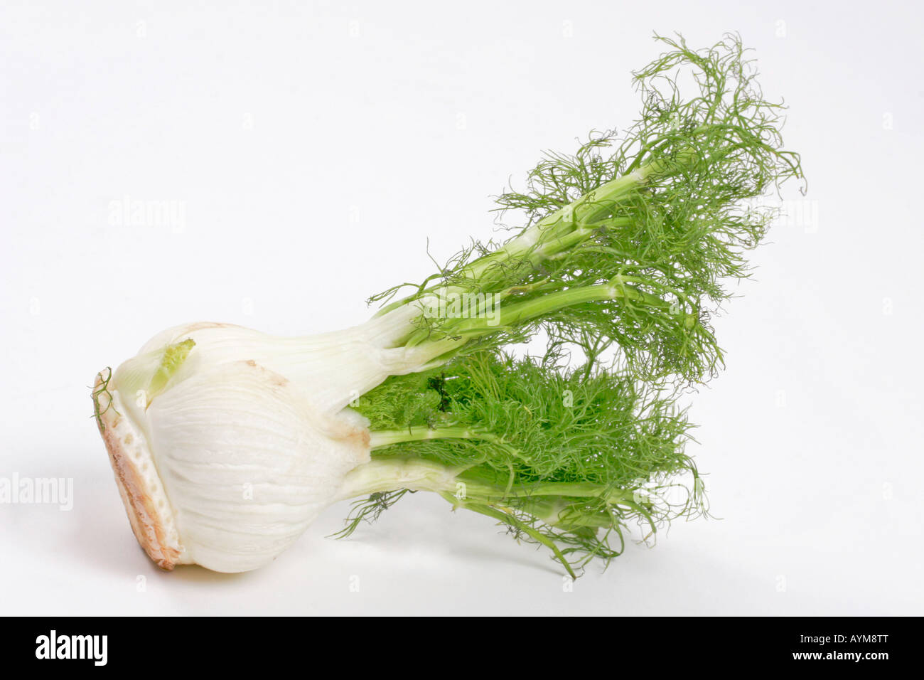 Florentine Fennel bulb and leaves Stock Photo Alamy