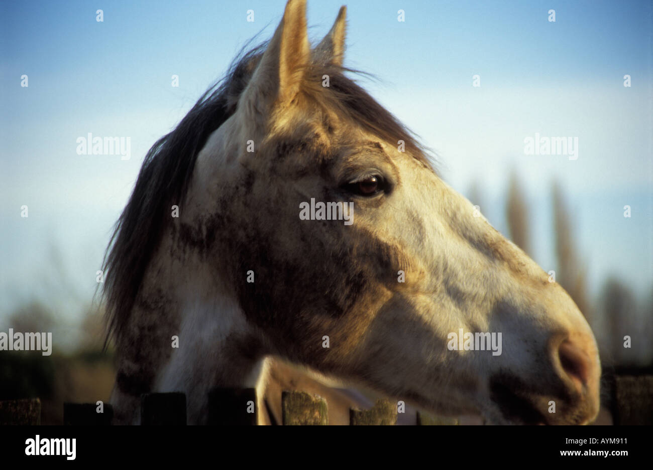 Horse s head in profile Hampton Wick Surrey England Stock Photo