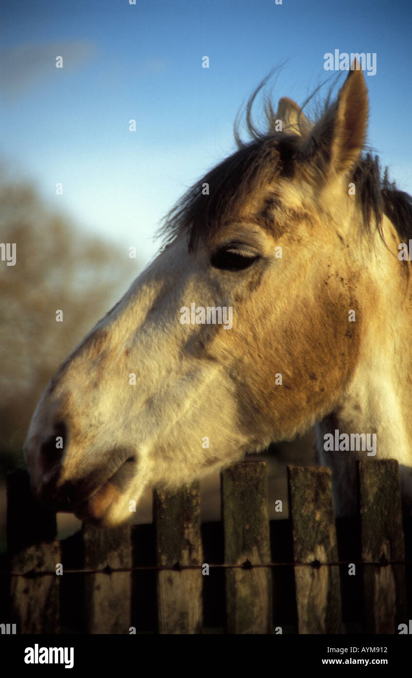 Horse head profile Stock Photo