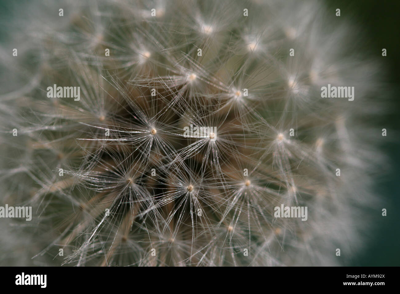 Very close up detail of dandelion seed head showing individual seeds Stock Photo
