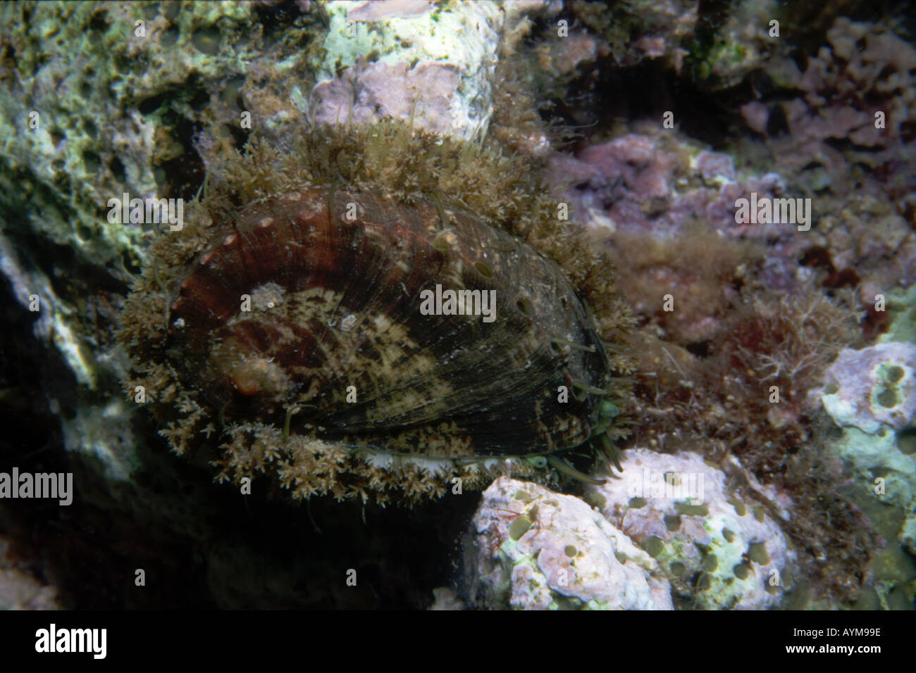 Green Ormer mediterranean abalone Haliotis tuberculata clinging to a rock with appendages and eyes visible Stock Photo