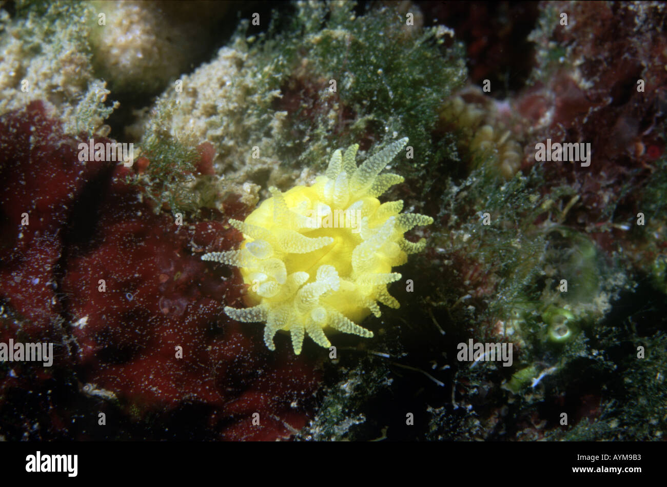 Scarlet and gold Star Coral Balanophyllia regia Stock Photo
