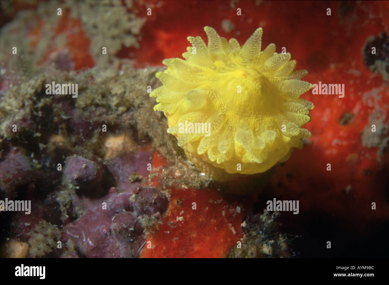 Scarlet and gold Star Coral Balanophyllia regia Stock Photo