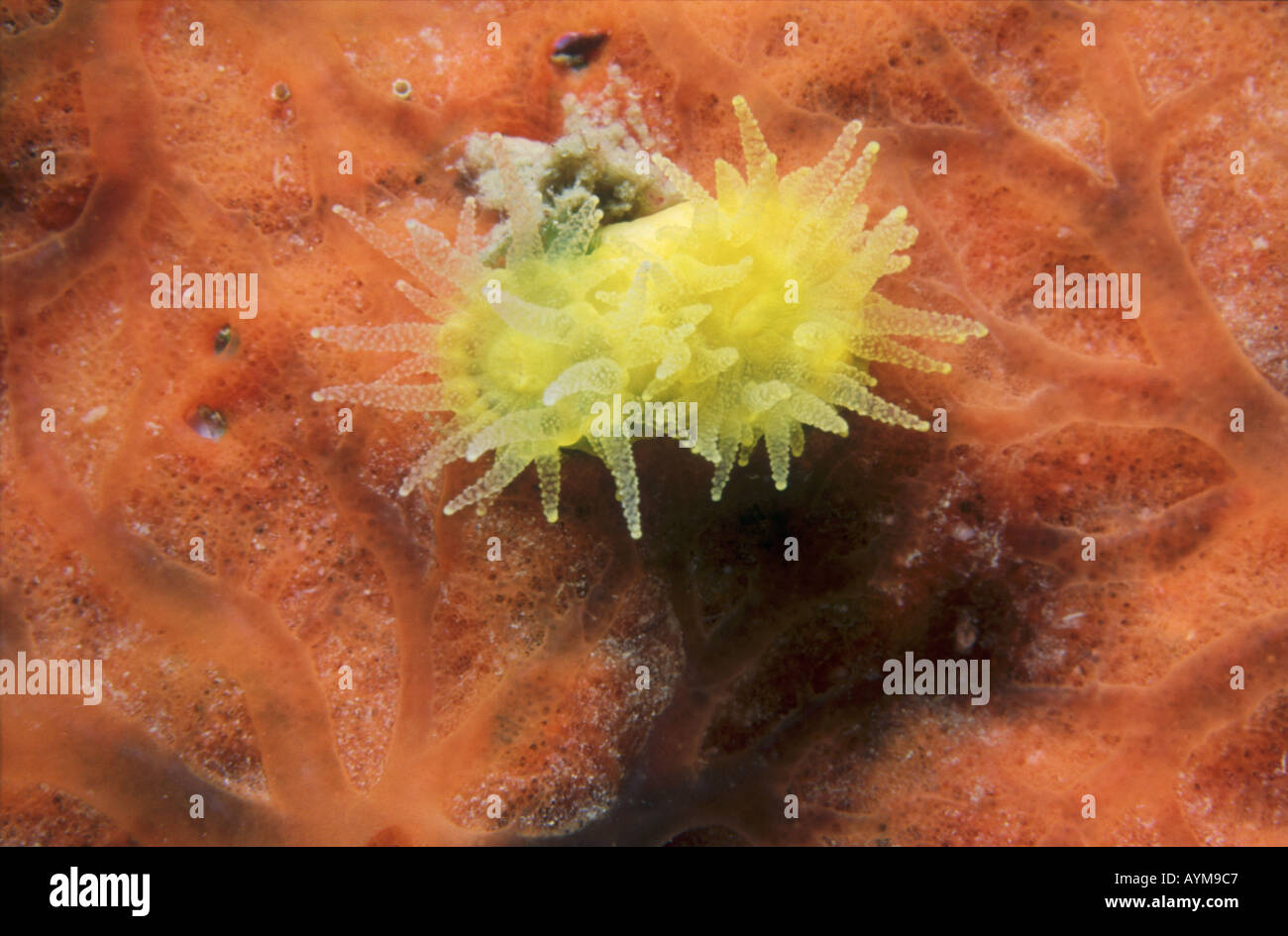 Two polyps of Scarlet and gold Star Coral surrounded by orange encrusting sponge Balanophyllia regia. Stock Photo