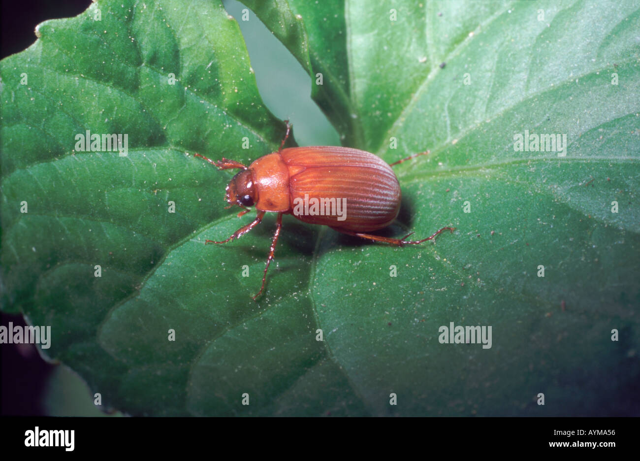 Asiatic Garden Beetle And Introduced Pest In The Usa Stock Photo