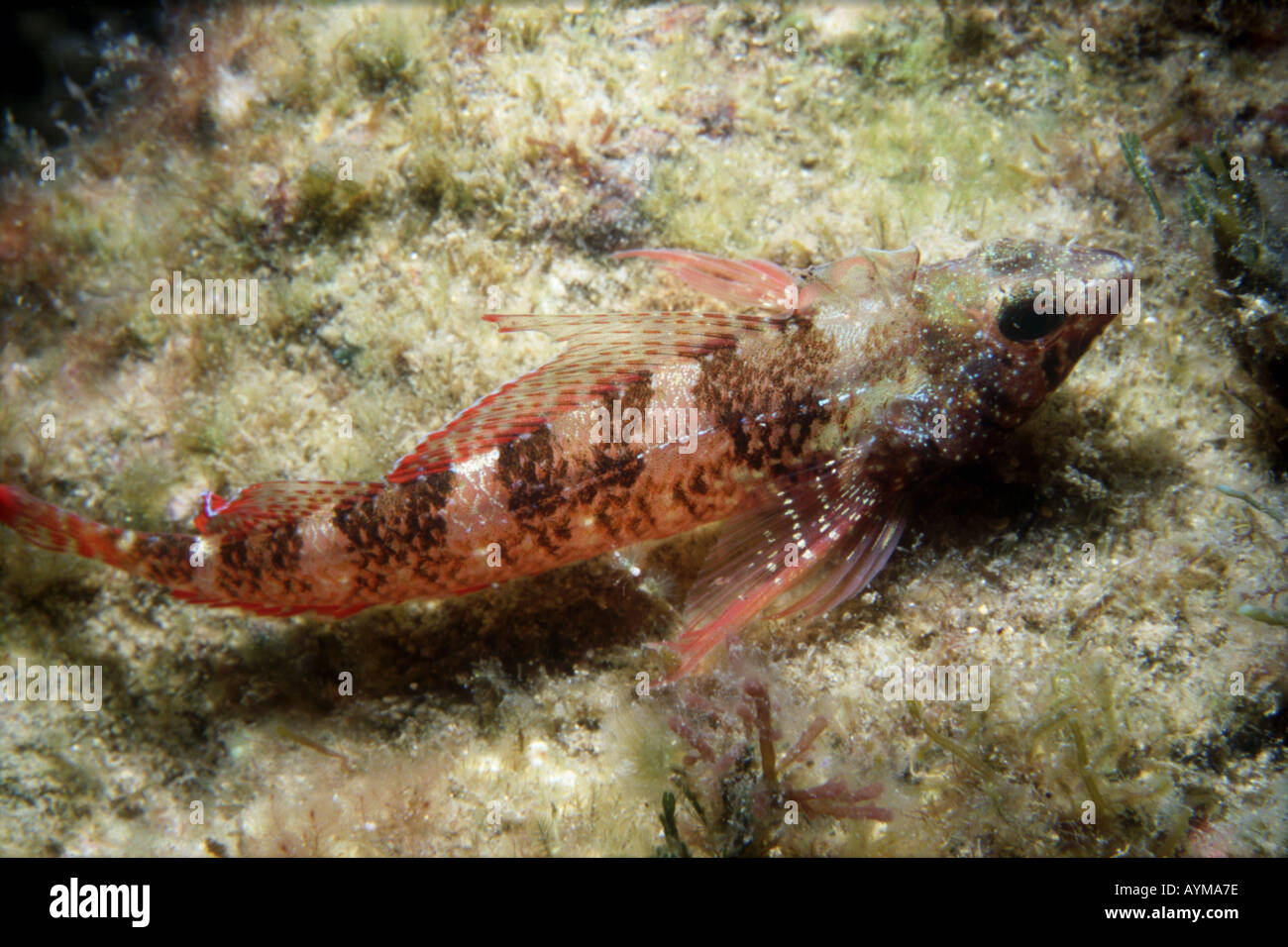 Male black faced blenny Stock Photo