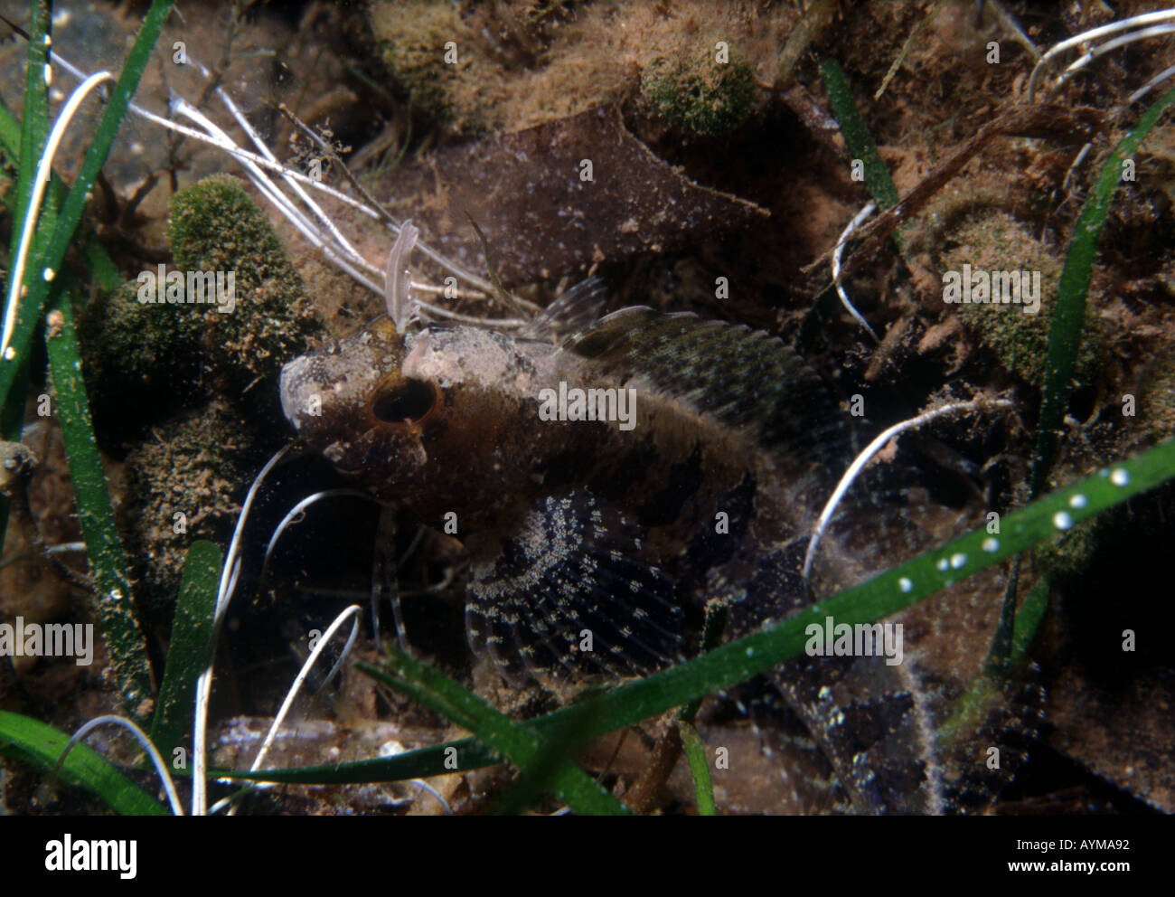 Horned blenny Blennius tentacularis Stock Photo