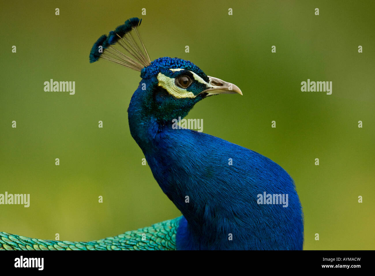 Male indian peacock on display hi-res stock photography and images - Alamy