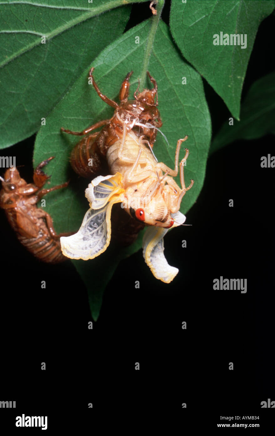 Second image in a series showing the molting periodical cicada as it begins to unfold its wings. Stock Photo