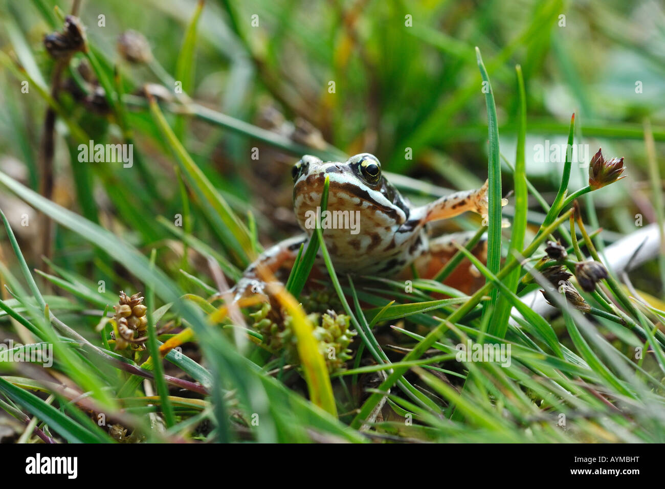 Anfibi hi-res stock photography and images - Alamy