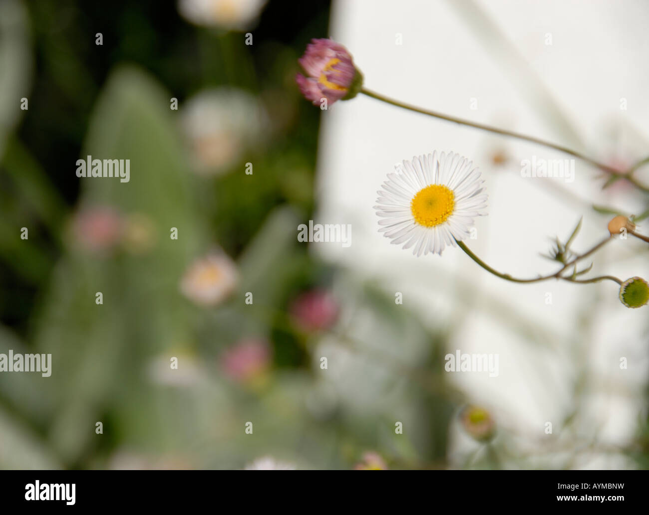 Two small daisies in a front yard, white picket fence, on a clear