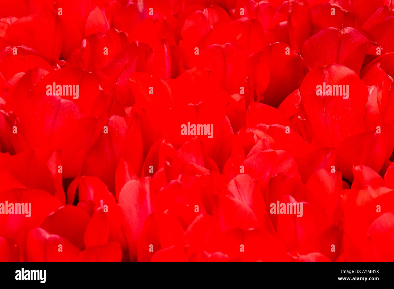 Liliaceae tulips hi-res stock photography and images - Alamy