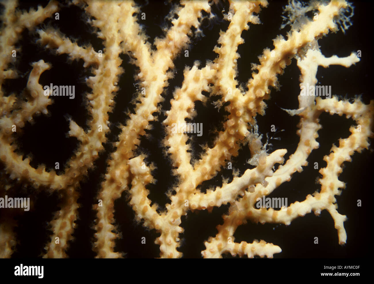 Close up view of branching gorgonian coral with polyps retracted. Eunicella cavolinii. Stock Photo