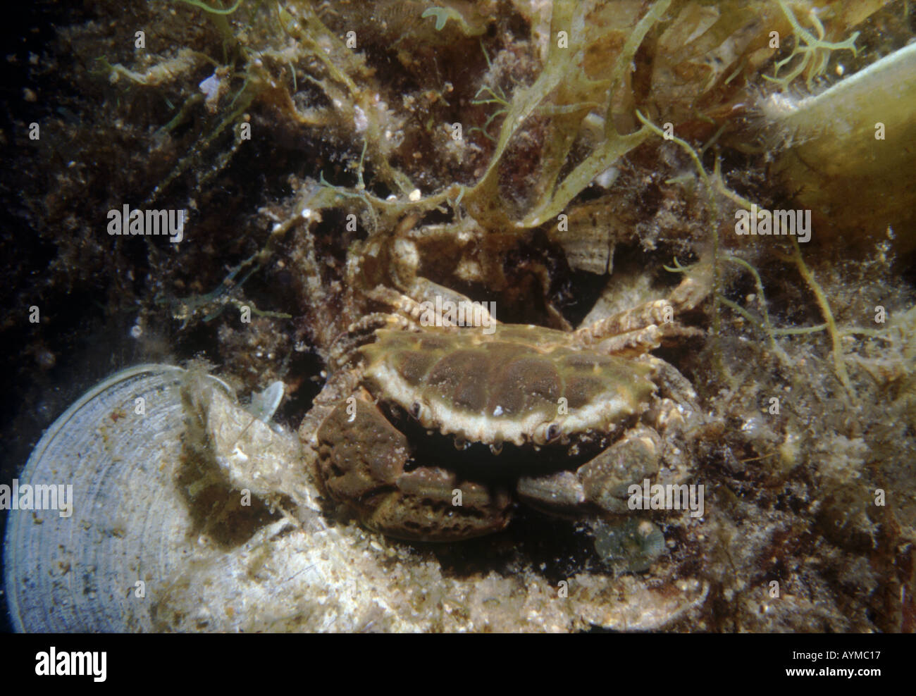 A small crab 'Xantho hydrophylus' tucks itself into a defensive pose. Stock Photo