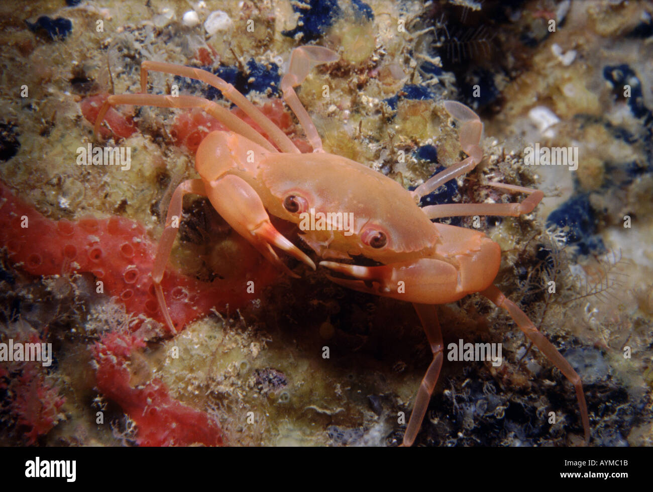 A small orange crab on a rock encrusted with red and blue sponges. Stock Photo