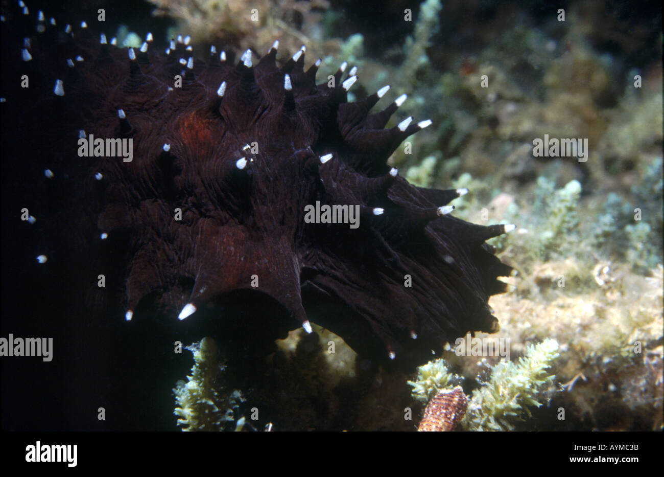 Black color tapered conical papillae white near the end with black tips identify this sea cucumber as Holothuria forskali Stock Photo