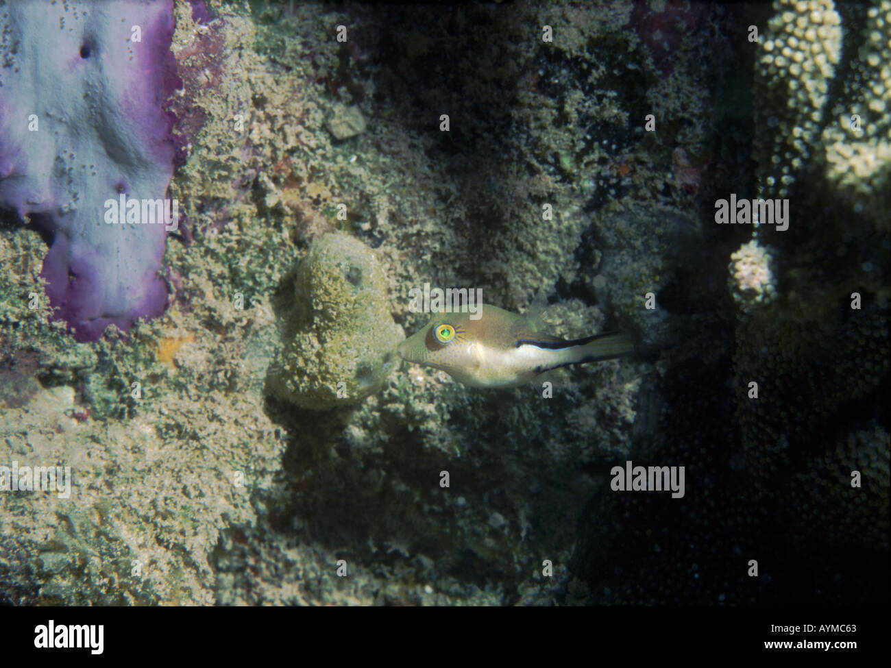 Sharpnose puffer fish Canthigaster rostrata. Stock Photo