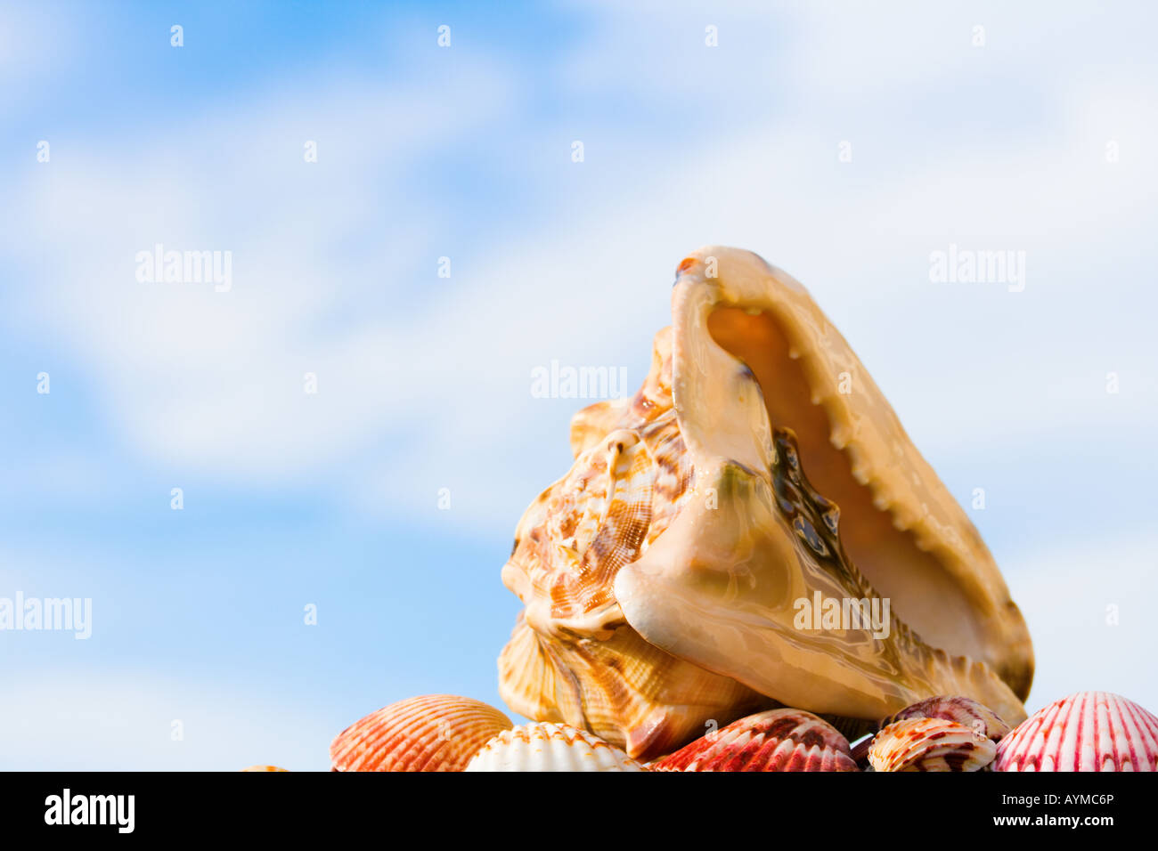 Large conch sea shells hi-res stock photography and images - Alamy