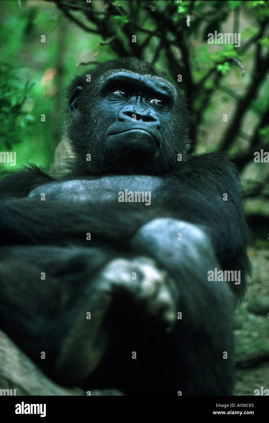 Lowland gorilla displays bored expression at the Congo exhibit of Bronx Zoo New York USA Stock Photo