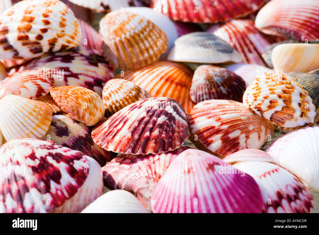 Shells Stock Photo