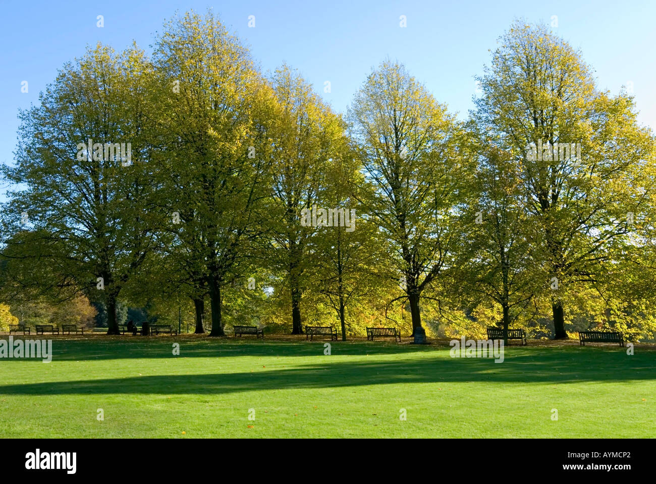 A line of trees by Kenwood House on Hampstead Heath Stock Photo
