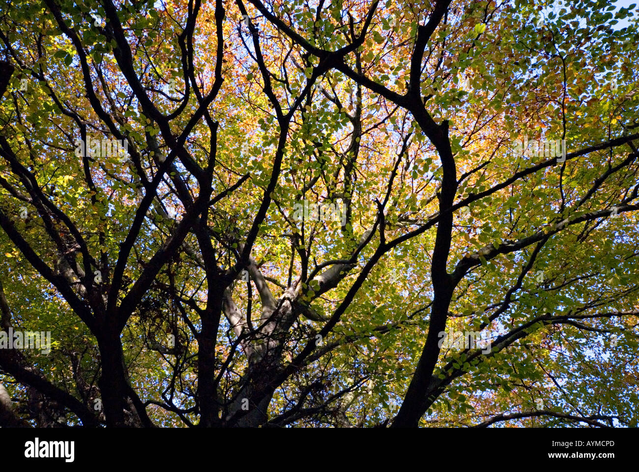 A majestic tree supporting autumn foliage Stock Photo