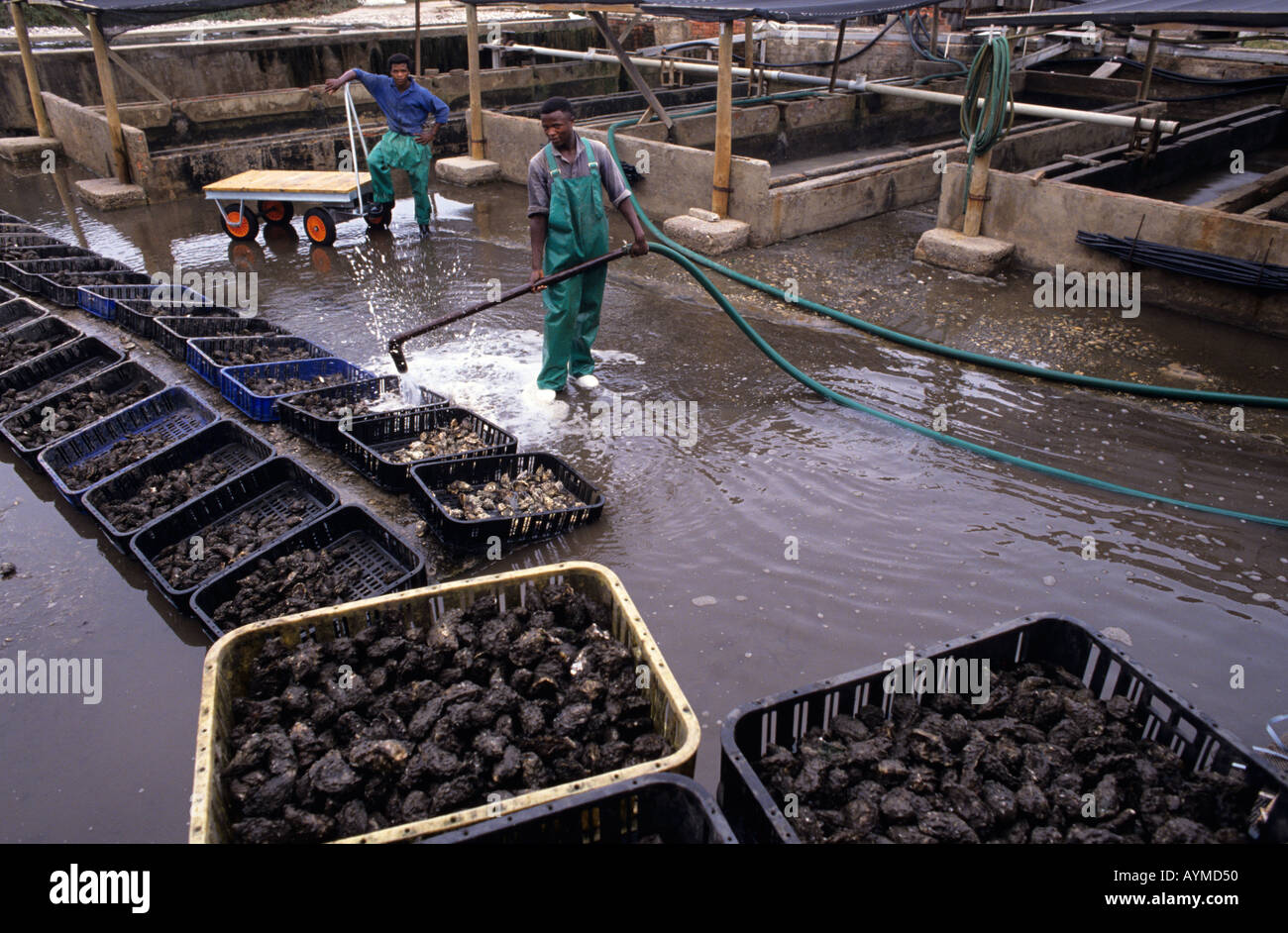Oyster farming at Knysna western cape South Africa RSA in the Knysna
