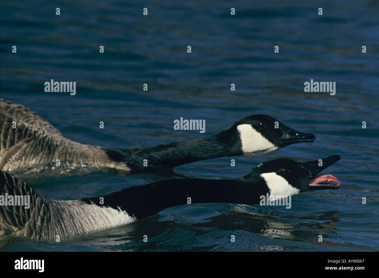 Canada geese (Branta canadensis) couple show aggressive behavior as