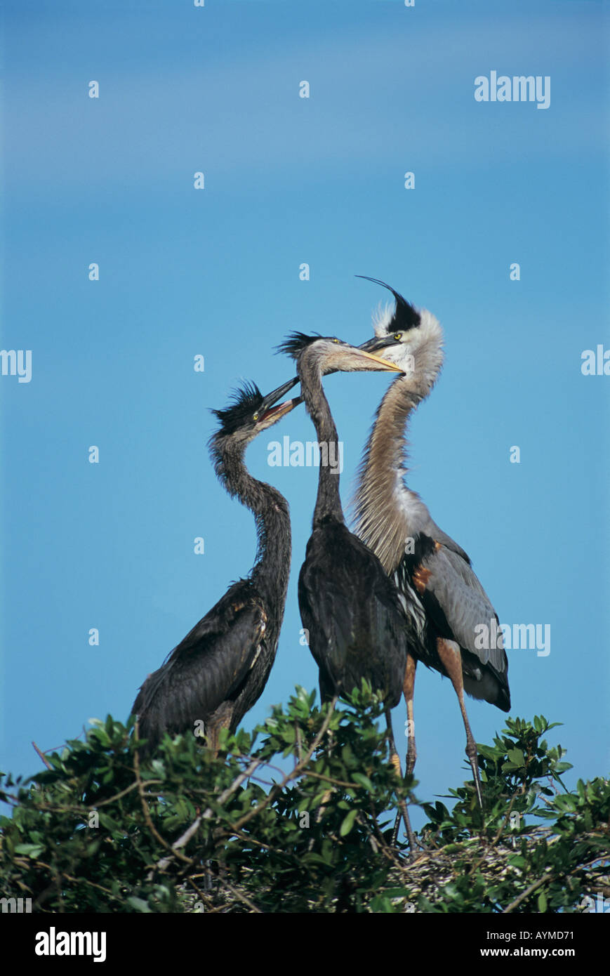 Great blue heron parent feeds it excited offspring at the nest Stock ...