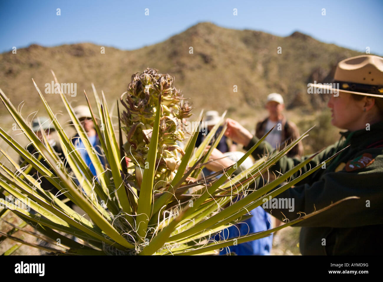 Joshua Tree National Park, California; park ranger talking about partially flowering Mojave Yucca Yucca schidigera on wildflowe; Stock Photo