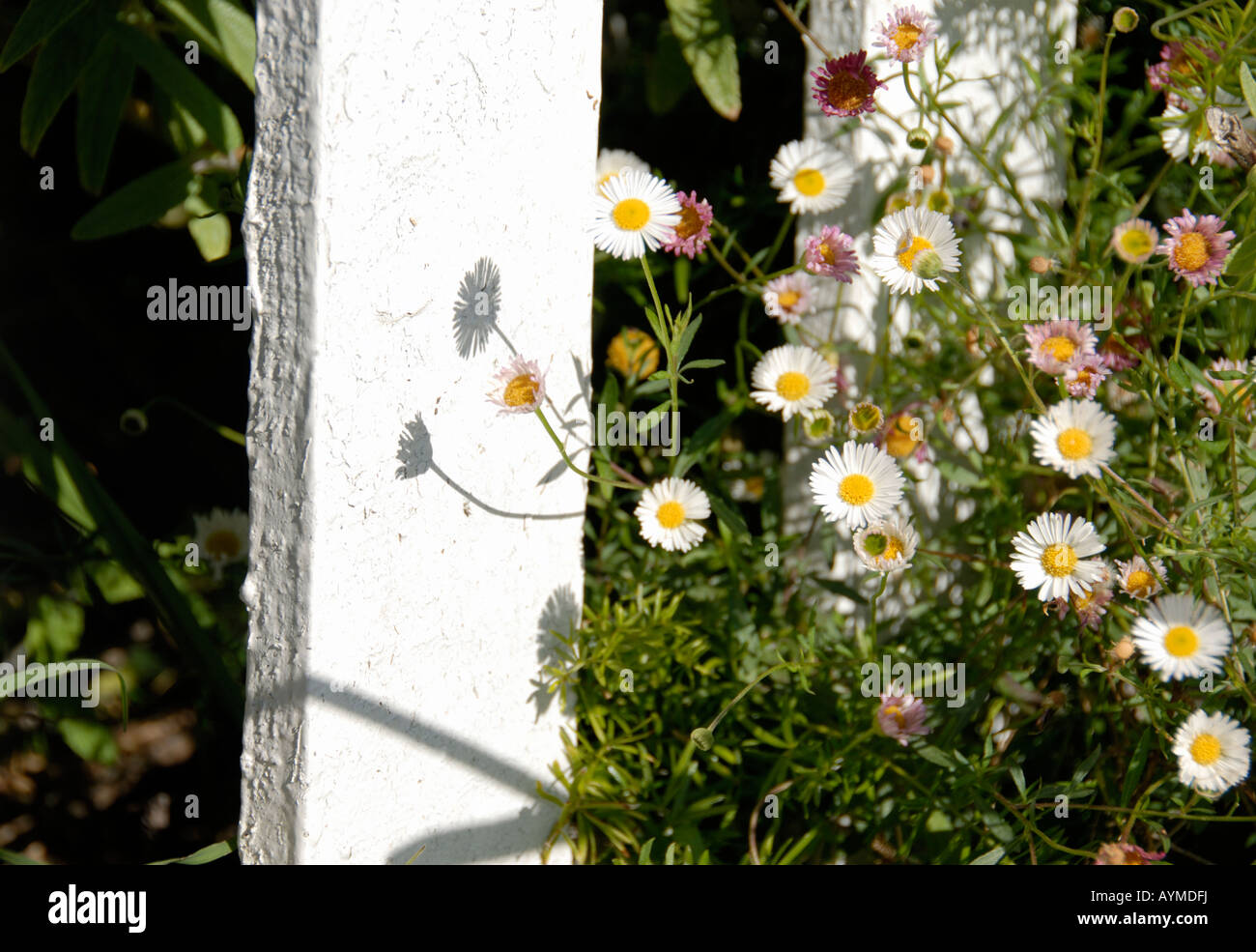 Small daisy plant growing in front of a nice house, casting a shadow Stock  Photo - Alamy