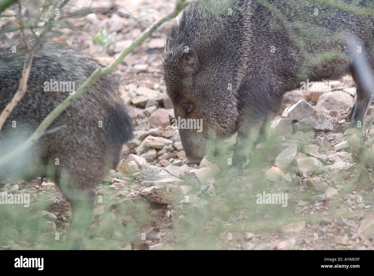 Javelina (Collared Peccary) Arizona Stock Photo Alamy