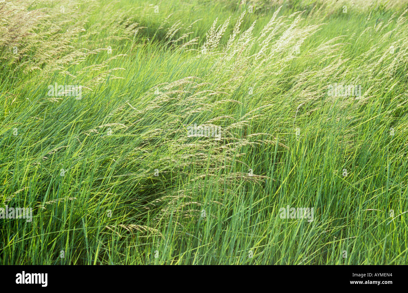 Fresh blue green Rough meadow grass or Poa trivialis waving in the breeze in a field or pasture Stock Photo