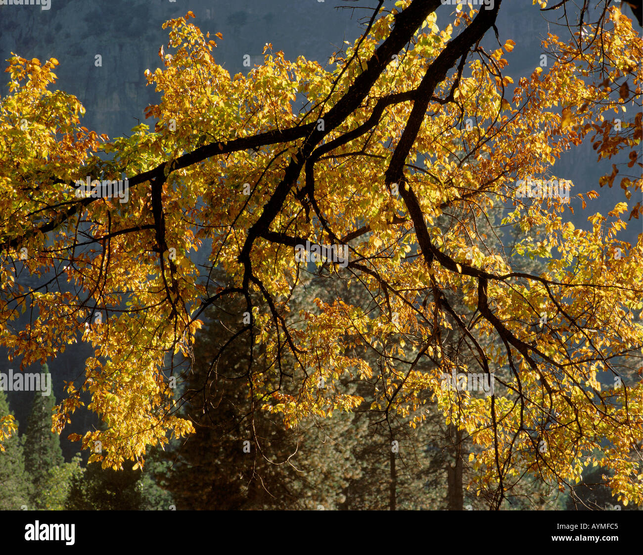 LIVE OAK BRANCH in full fall color YOSEMITE NATL PARK CA Stock Photo ...