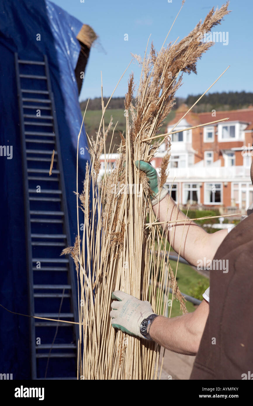 Sheafs of straw and water reed being handed to the master thatcher, in the ongoing process of re-thatching a Devonshire house. Stock Photo