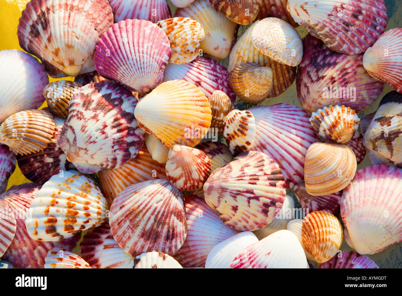 Top view of colorful shells in bright sun Can be used as a background Stock Photo