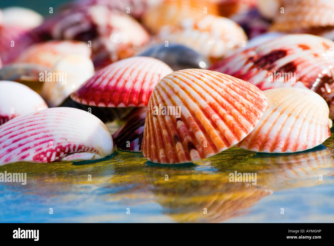 Colorful shells on a glass surface in bright sun Can be used as a background Stock Photo