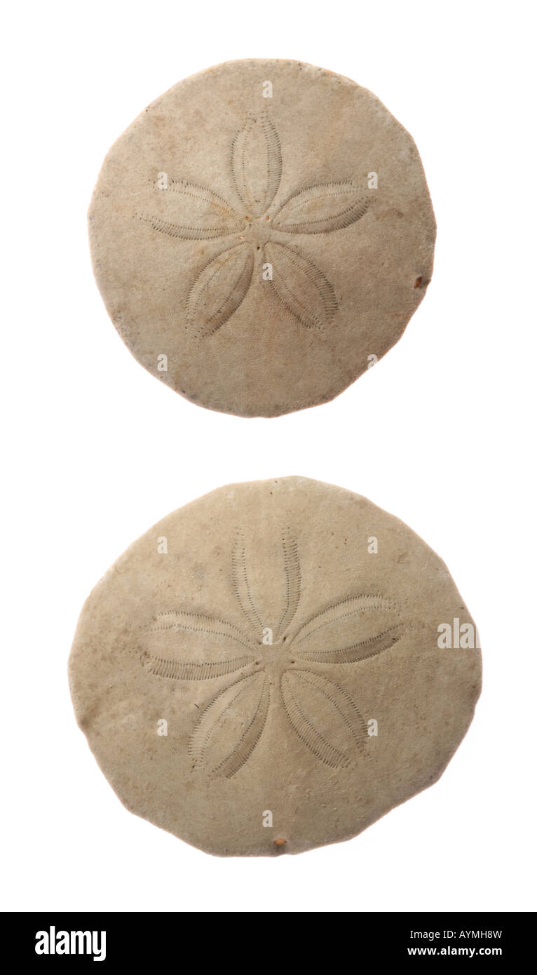 Two common sand dollars (Echinarachnius parma) isolated on white Stock Photo