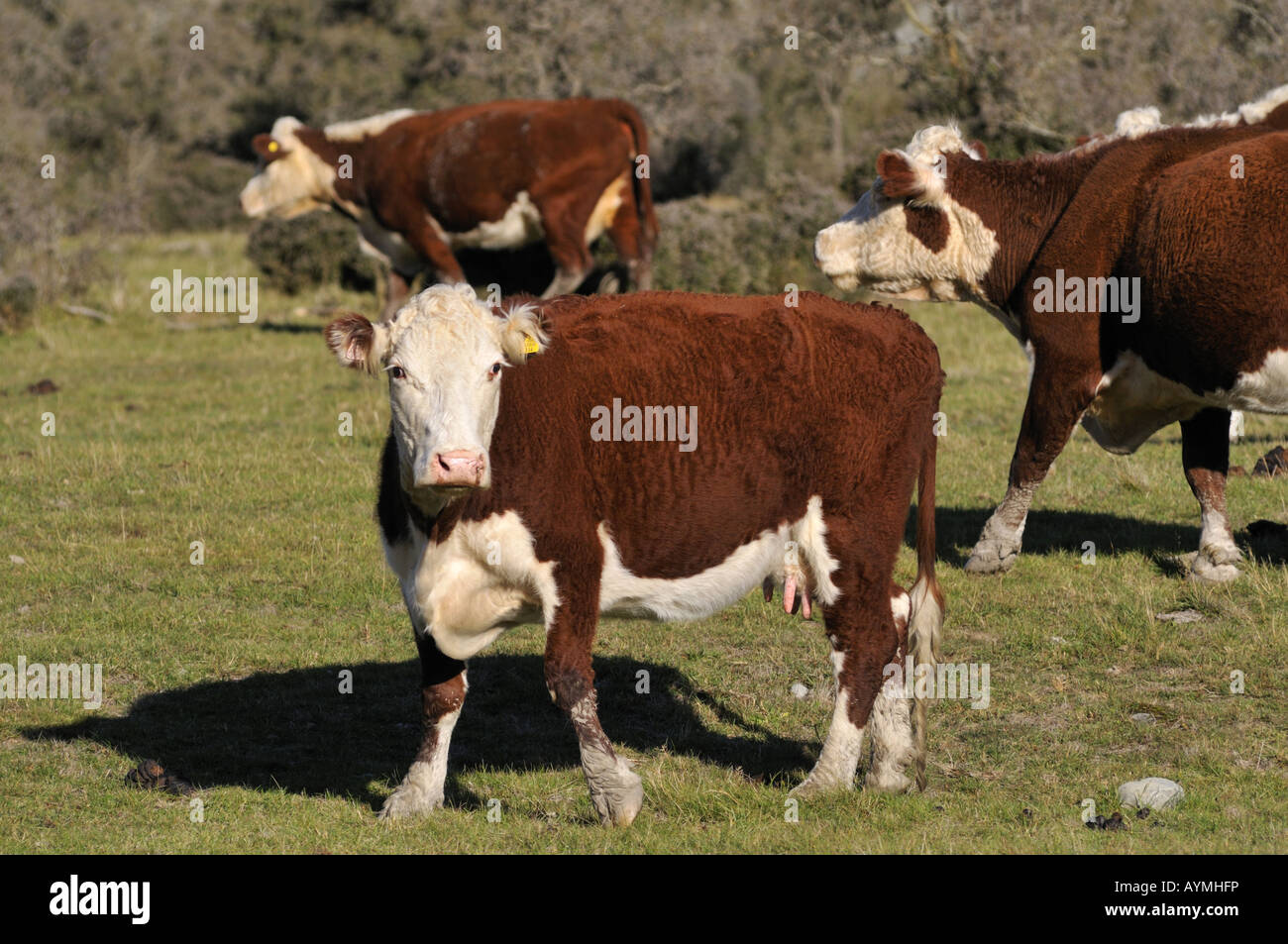 Hereford cattles in North Canterbury South Island New Zealand Stock Photo