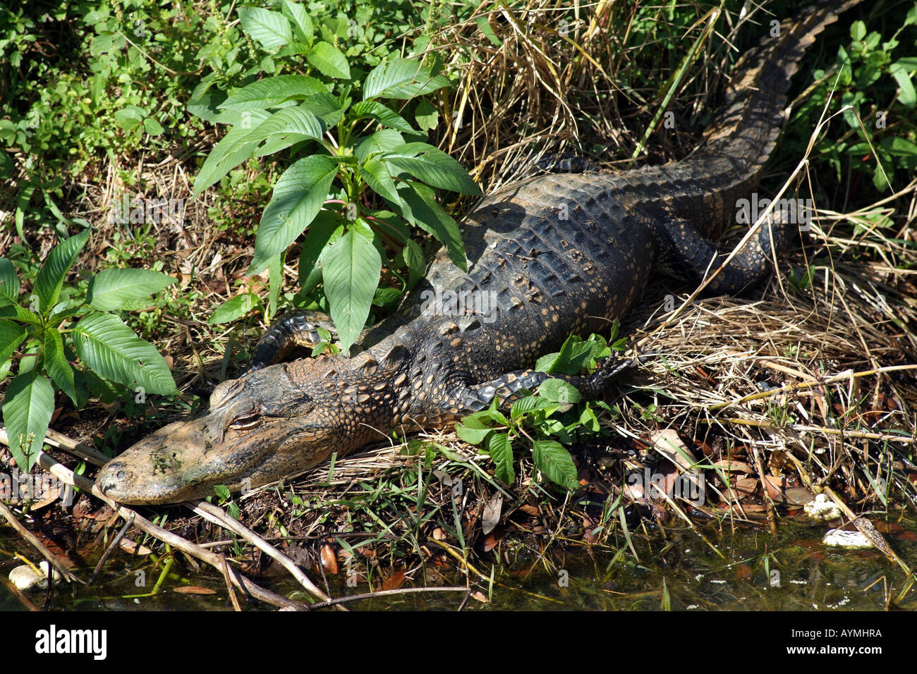 Alligator in its natural environment on the shoreline of Lake Dora in