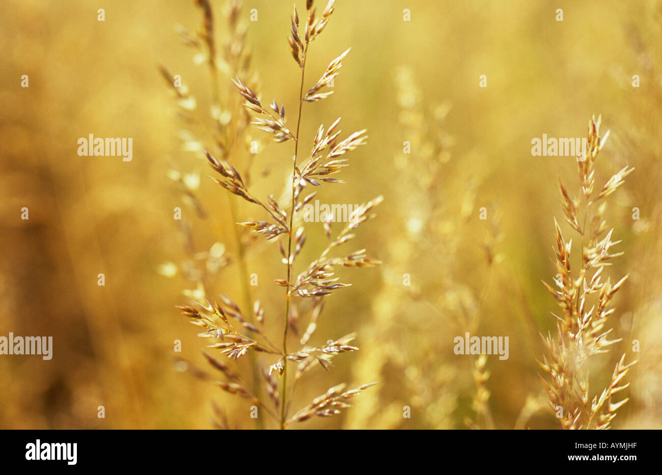 Close up of mature seedheads of Rough meadow grass or Poa trivialis backlit by golden summer evening light Stock Photo
