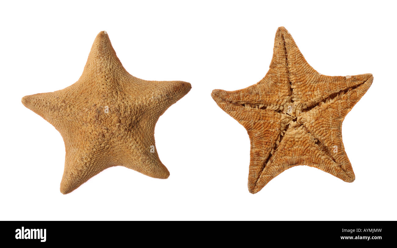 Goose foot starfish (Asterina pectinifera) isolated on white Stock Photo