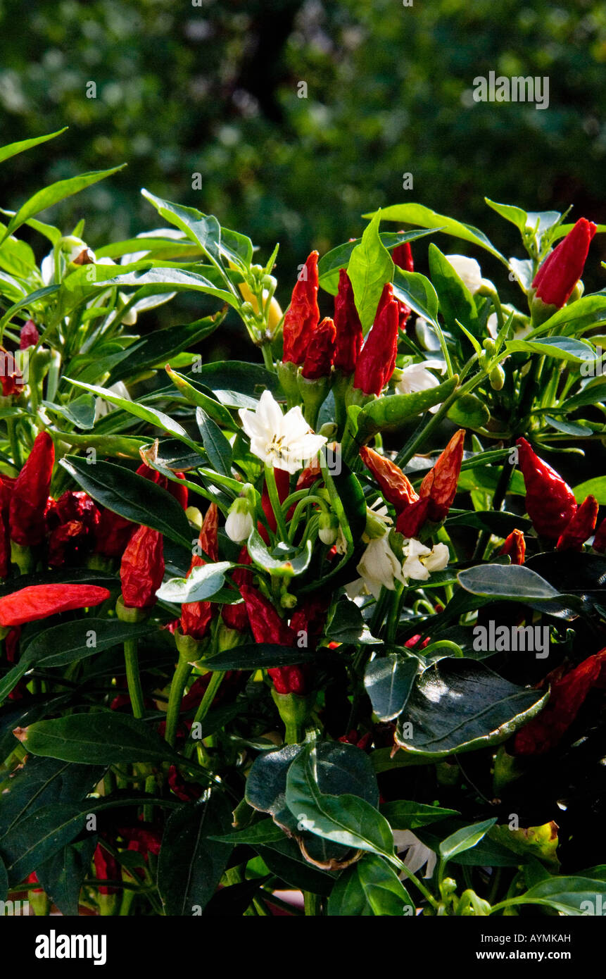 Red Chili Peppers Plant Stock Photo Alamy