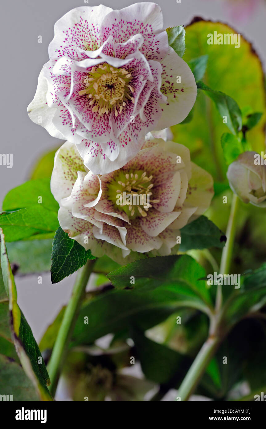 Hellebore 'helleborus double queen mixed' closeup closeup close up