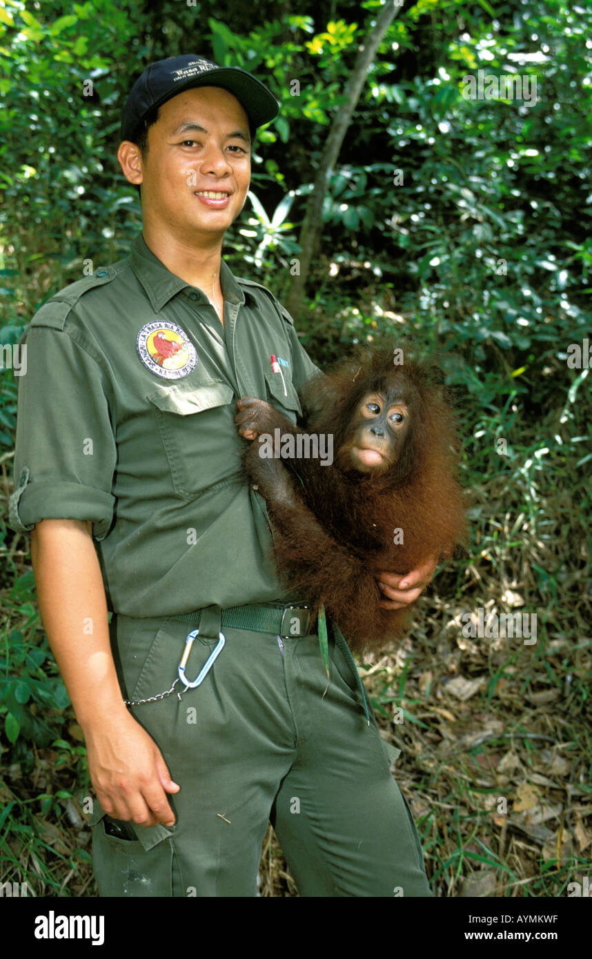 Sabah a Sepilok guard holding a baby orangutan Stock Photo