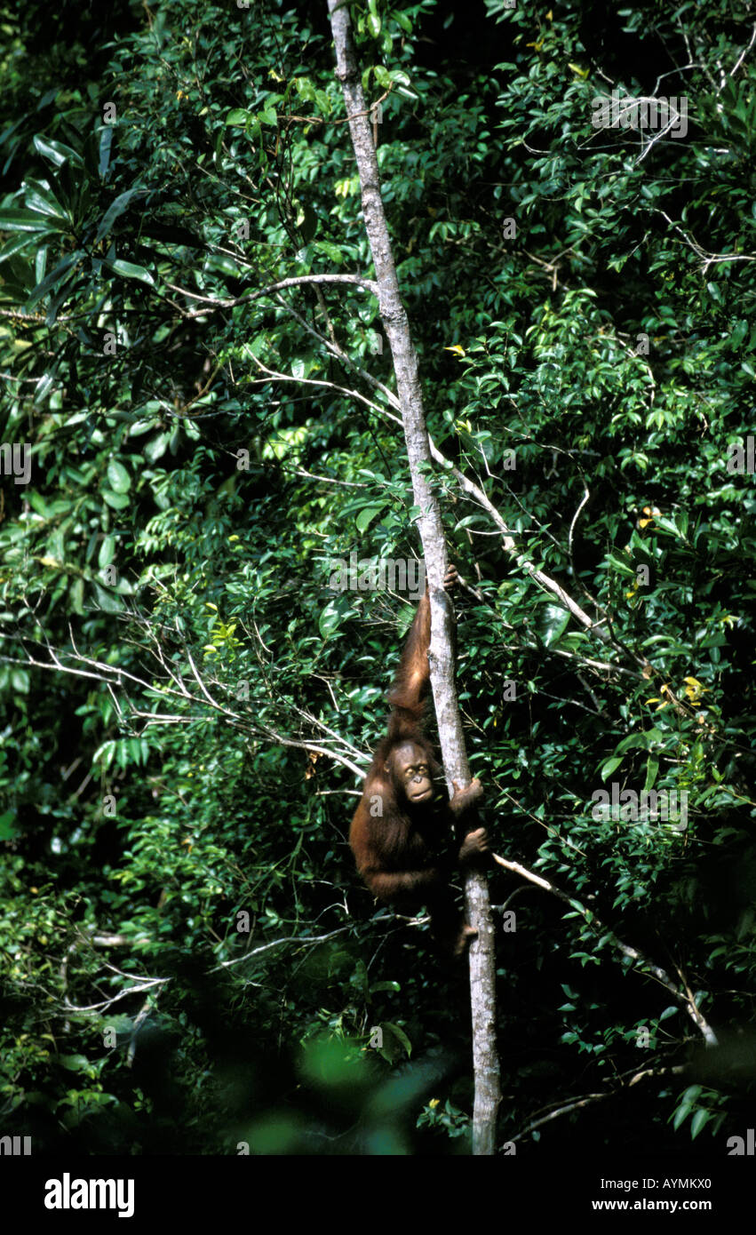 Sabah a male orangutan Stock Photo