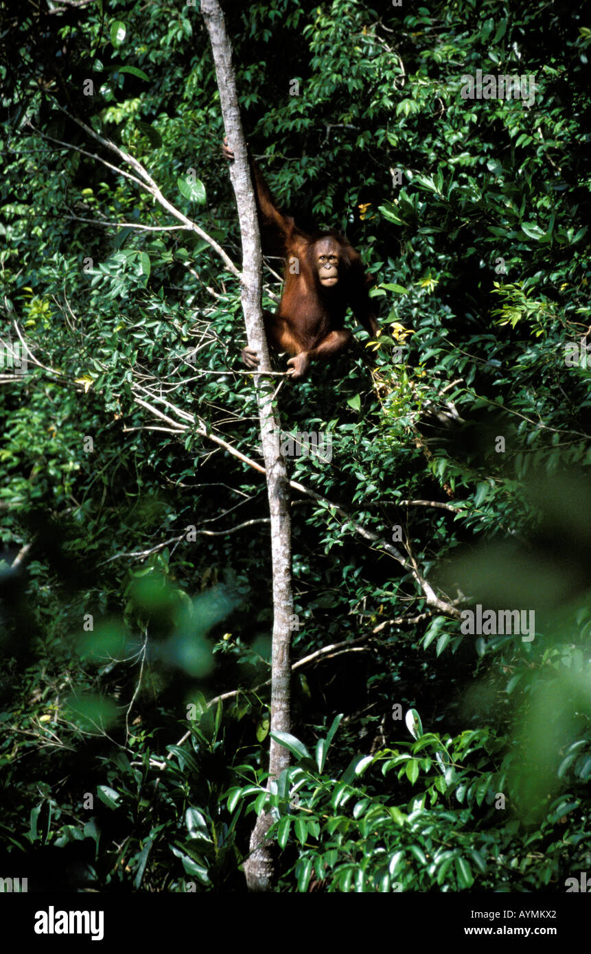 Sabah a male orangutan Stock Photo