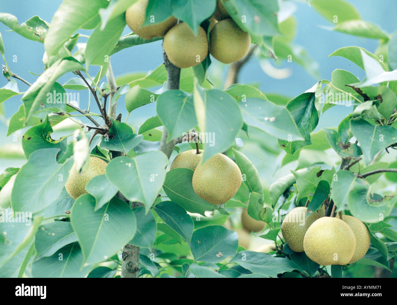 Fruit bearing pear tree hires stock photography and images Alamy