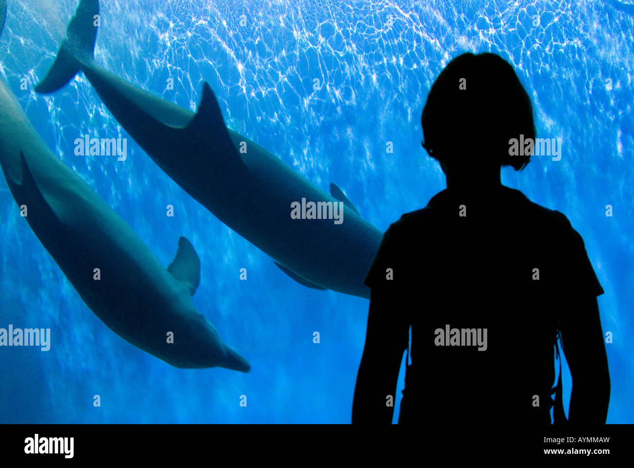 Girl watching Dolphins(Delphinus delphis) in aquarium Stock Photo